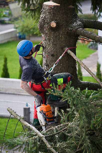 How Our Tree Care Process Works  in  Gastonville, PA