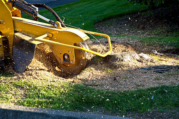 Best Tree Trimming and Pruning  in Gastonville, PA