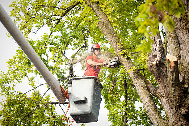 Trusted Gastonville, PA  Tree Services Experts